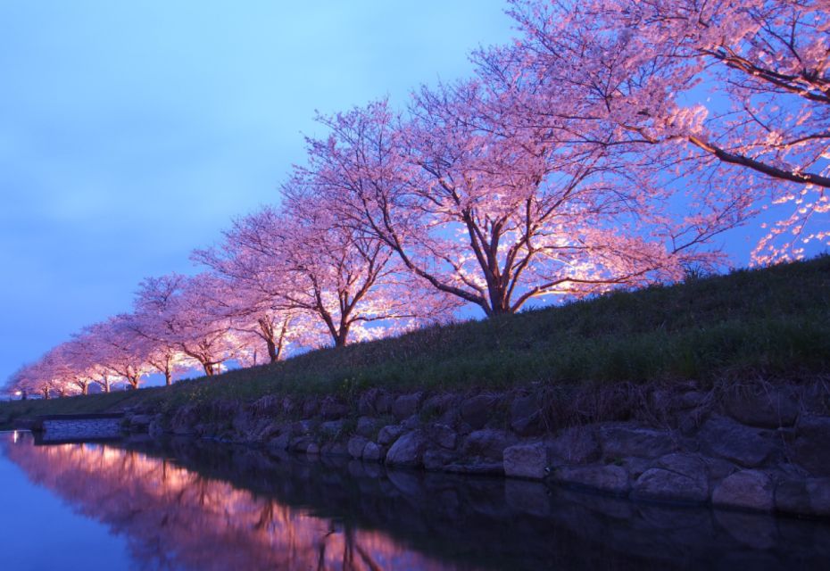 Private & Unique Nagasaki Cherry Blossom Sakura Experience - Key Takeaways