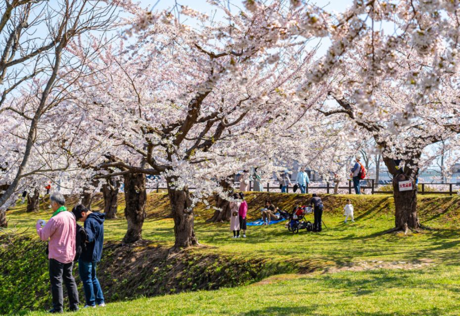 Private & Unique Nagasaki Cherry Blossom Sakura Experience - Experience Description