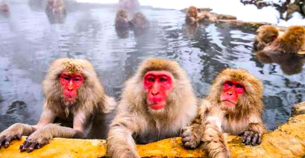 Private Snow Monkeys Zenkoji Temple Sightseeing Day Trip - Itinerary