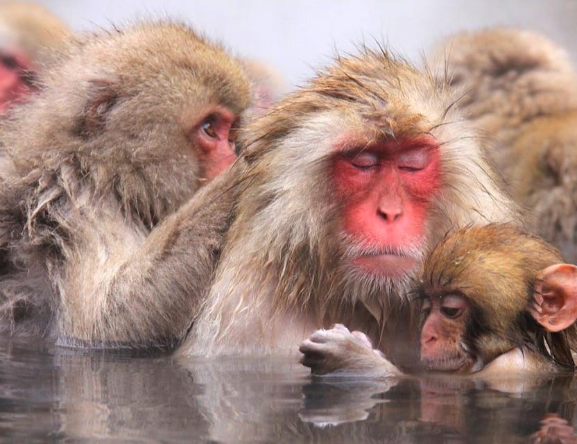 Private Snow Monkeys Zenkoji Temple Sightseeing Day Trip - Tour Experience