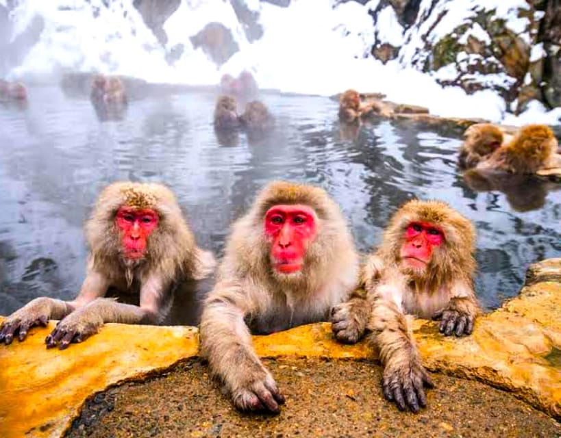 Private Snow Monkeys Zenkoji Temple Sightseeing Day Trip - Frequently Asked Questions