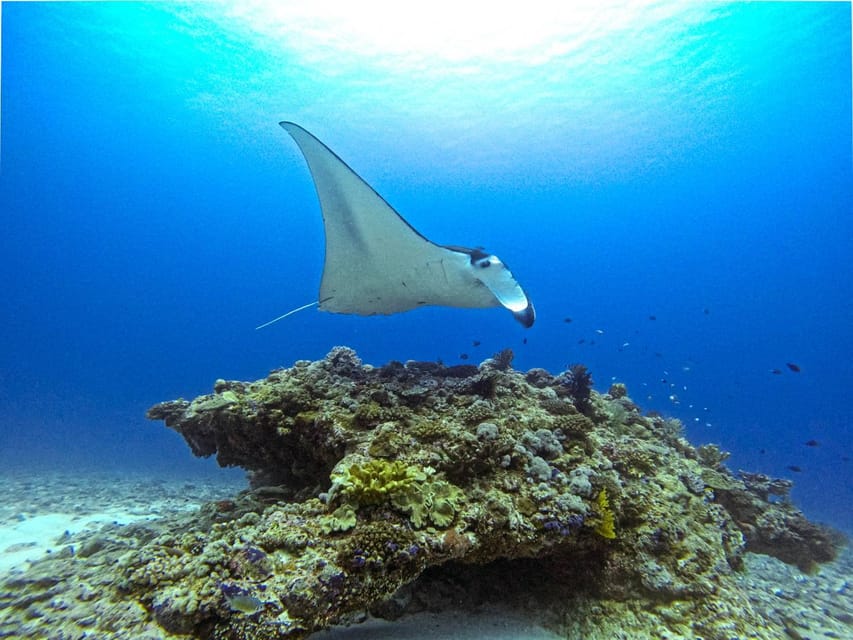 From Naha Scuba Diving Trip in Kerama(For Certified Divers) - Safety Guidelines