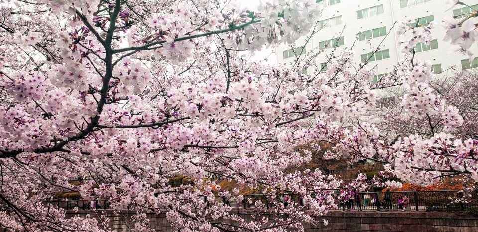 Licensed Guide Tokyo Meguro Cherry Blossom Walking Tour - Activity Highlights