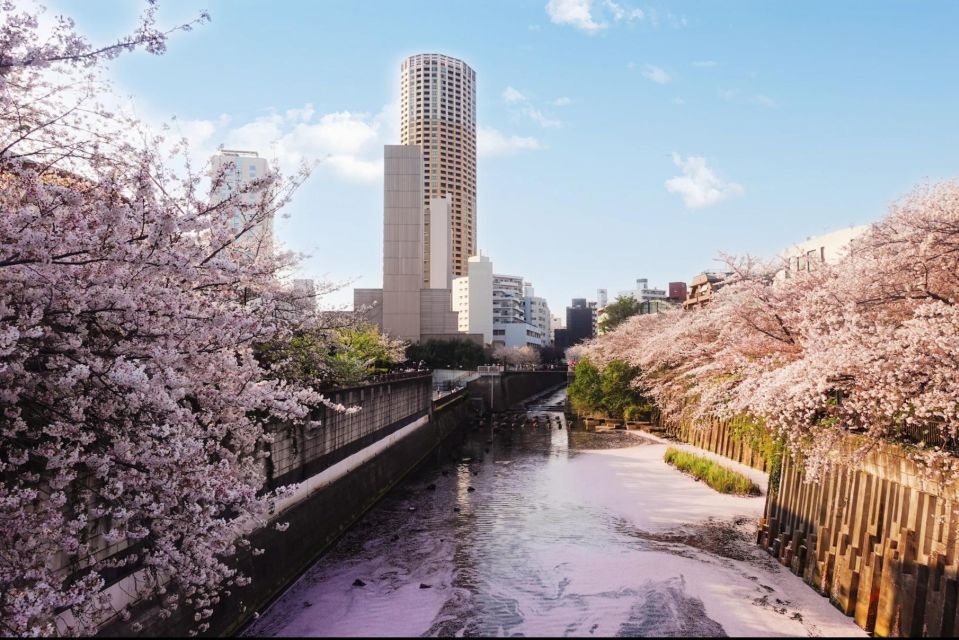 Licensed Guide Tokyo Meguro Cherry Blossom Walking Tour - Key Takeaways