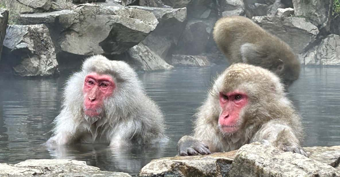 Shuttle Van Tour Snow Monkey Park, or SMP. & Karuizawa Mall - General Information