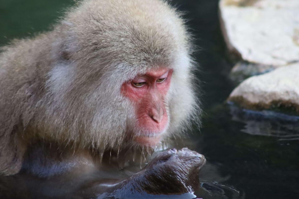 Snow Monkey & ZinkoJi With Sake Tasting Private Tour - Key Takeaways