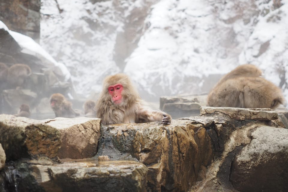 Nagano 1 Day Private Tour (Snow Monkeys, Zenkoji) With Lunch - Driver