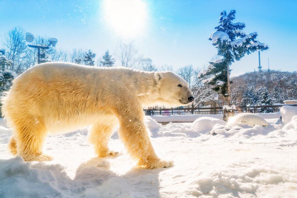 Hokkaido:Asahiyama Zoo, Shirahige Falls & Biei Pond Day Tour - Itinerary