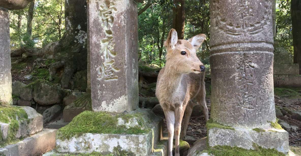 Nara: Half-Day Private Guided Tour - Highlights