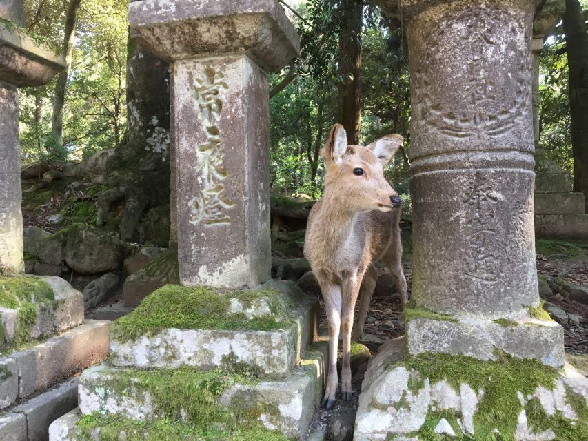 Nara: Half-Day Private Guided Tour - Booking