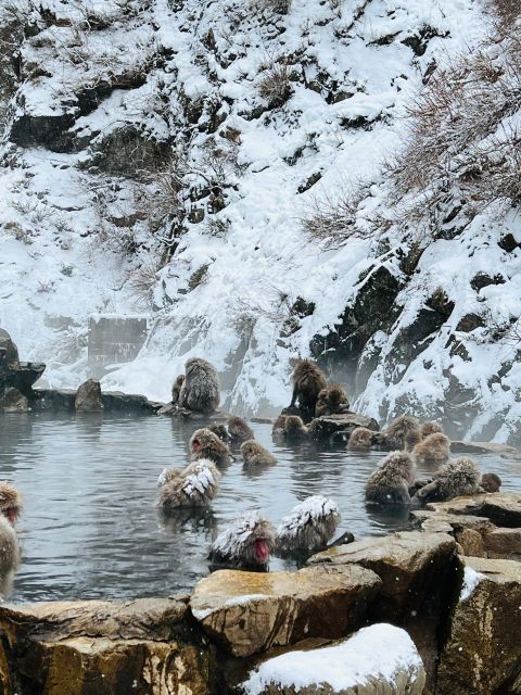 Snow Monkeys Zenkoji Temple One Day Private Sightseeing Tour - Highlights