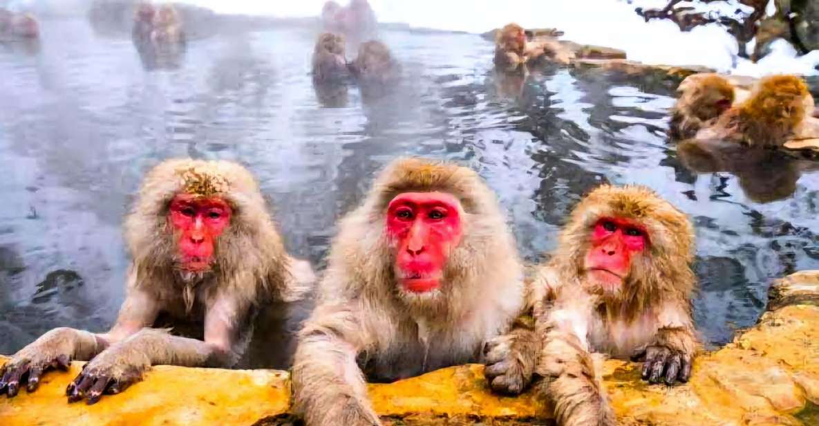 Snow Monkeys Zenkoji Temple One Day Private Sightseeing Tour - Key Takeaways