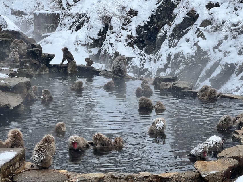 Snow Monkeys Zenkoji Temple One Day Private Sightseeing Tour - Pricing Information