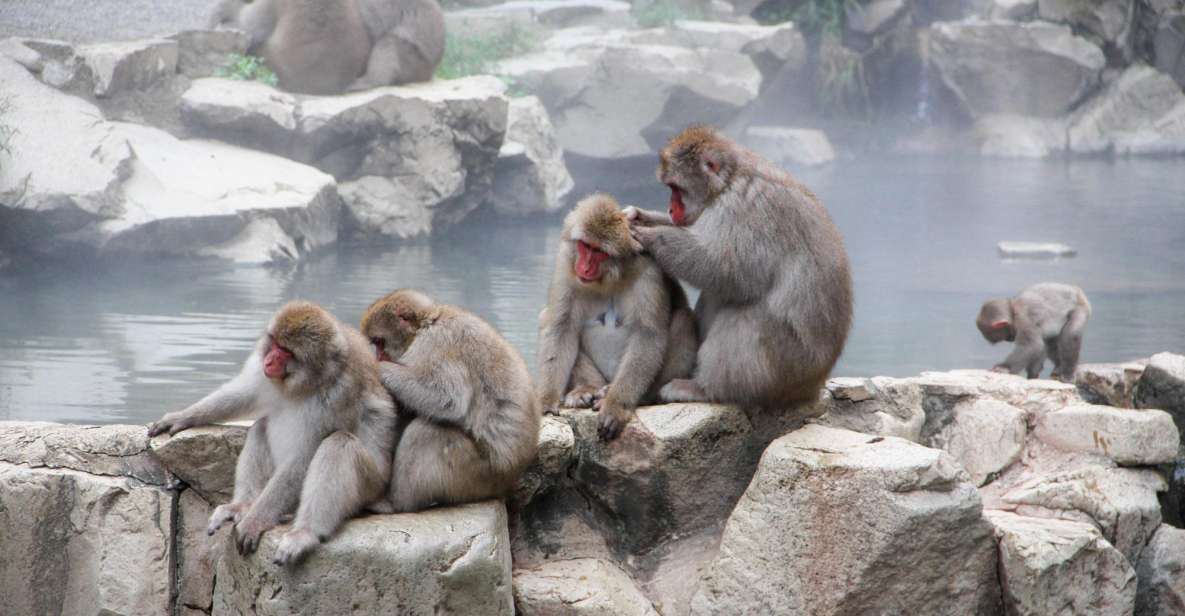 From Tokyo or Nagano: Jigokudani Snow Monkey Park & Zenko-Ji - Key Takeaways