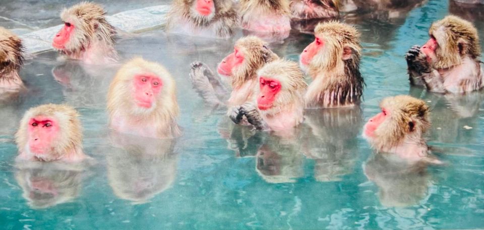 From Tokyo or Nagano: Jigokudani Snow Monkey Park & Zenko-Ji - Inclusions