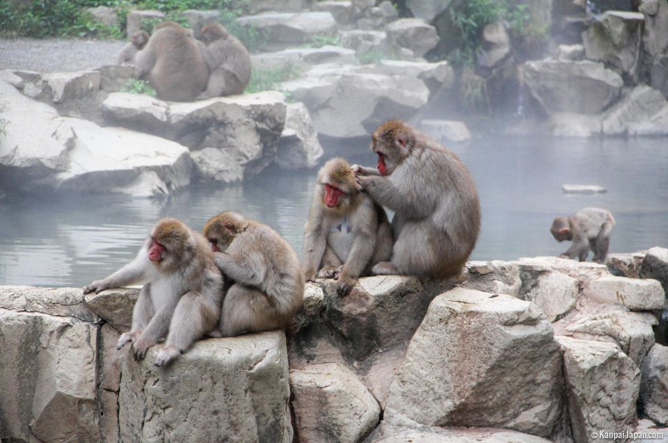 From Tokyo or Nagano: Jigokudani Snow Monkey Park & Zenko-Ji - Highlights