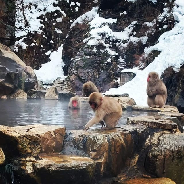 Private Snow Monkey Zenkoji Temple Sightseeing Day Tour - Itinerary Highlights