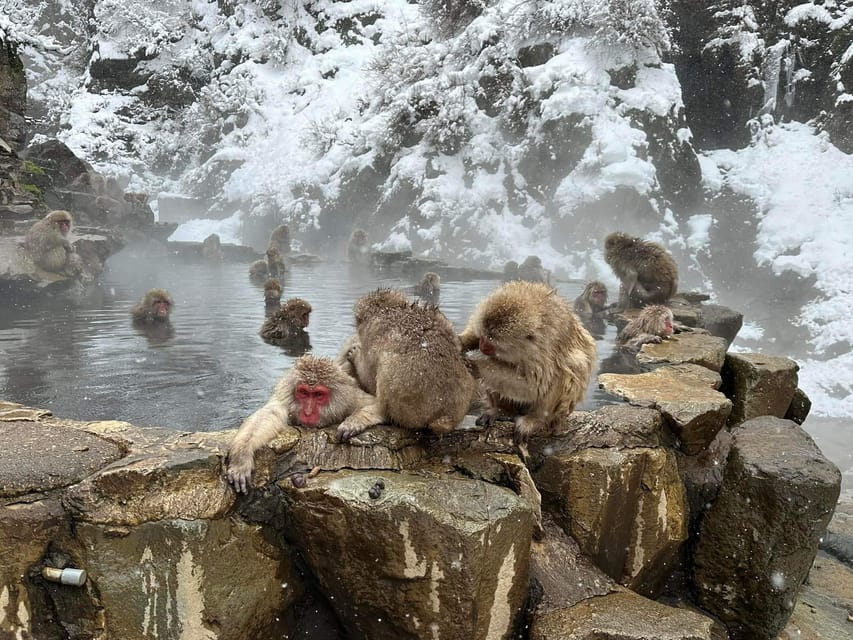 Private Snow Monkey Zenkoji Temple Sightseeing Day Tour - Pricing and Duration