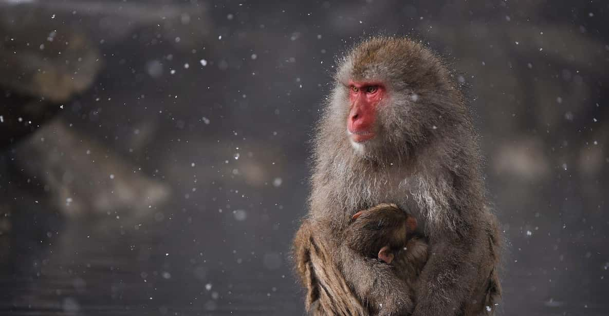 Private Snow Monkey Zenkoji Temple Sightseeing Day Tour - Key Takeaways