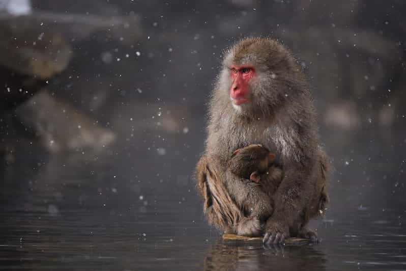 Private Snow Monkey Zenkoji Temple Sightseeing Day Tour - Inclusions