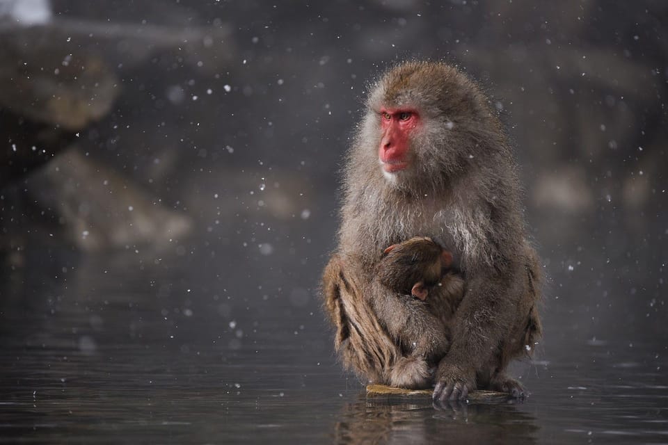 Private Snow Monkey Zenkoji Temple Sightseeing Day Tour - Frequently Asked Questions