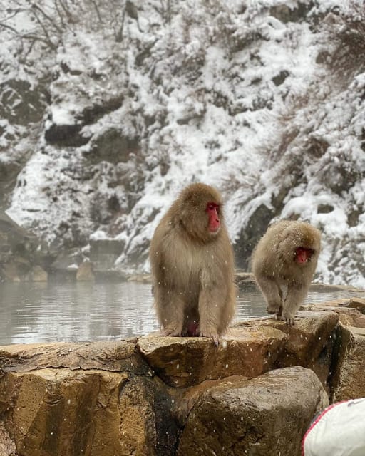 Private Snow Monkey Zenkoji Temple Sightseeing Day Tour - Guest Feedback