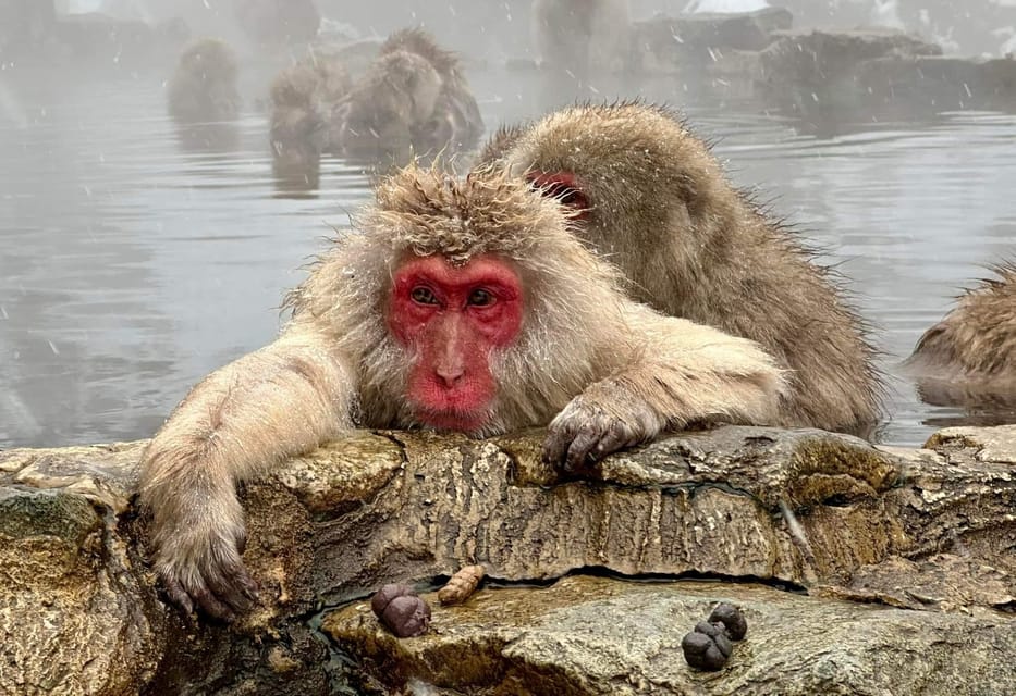 Private Snow Monkey Zenkoji Temple Sightseeing Day Tour - Customer Rating