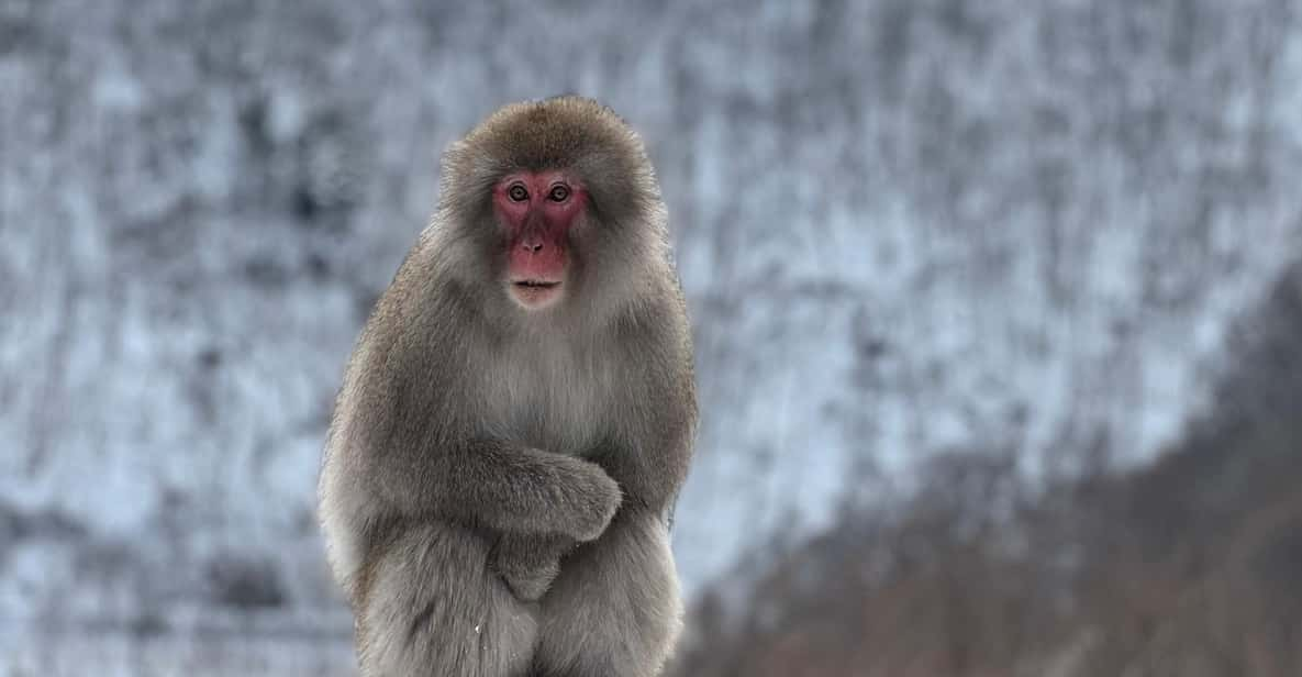 A Memorabele Snow Monkey Park and Zenkoji Temple Tour - Key Takeaways