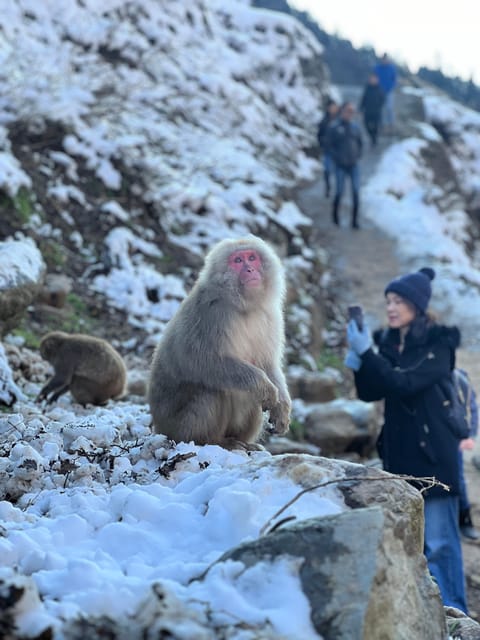 A Memorabele Snow Monkey Park and Zenkoji Temple Tour - Tour Highlights