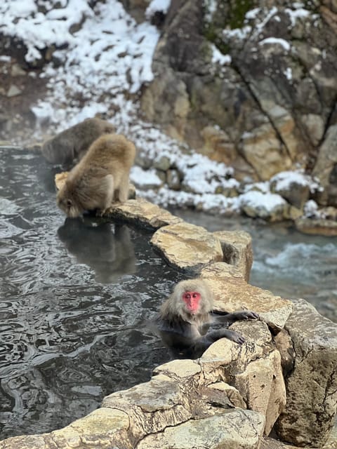 A Memorabele Snow Monkey Park and Zenkoji Temple Tour - Inclusions