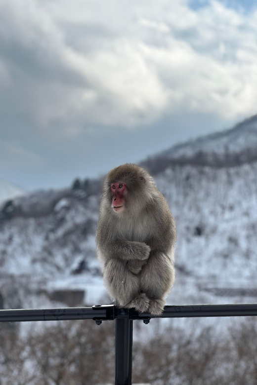 A Memorabele Snow Monkey Park and Zenkoji Temple Tour - Frequently Asked Questions