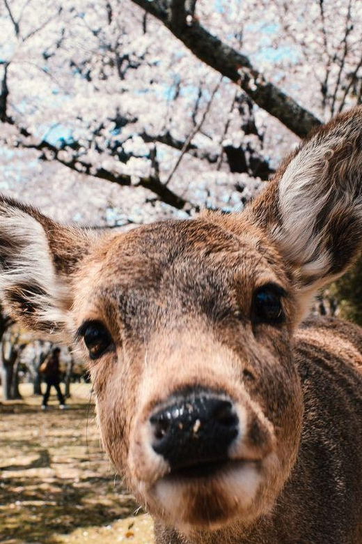 Nara: Private City Tour With A Local Guide - Key Takeaways