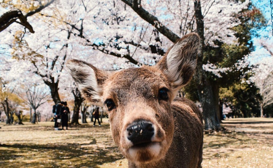 Nara: Private City Tour With A Local Guide - Description