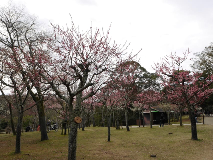 Kyoto: Nara, Todaiji, Kasuga Taisha Shrine Private Full Day - Full Description