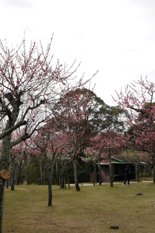 Kyoto: Nara, Todaiji, Kasuga Taisha Shrine Private Full Day - Frequently Asked Questions