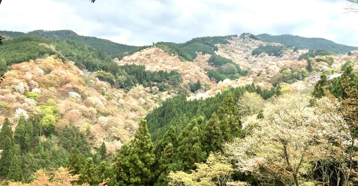 Yoshino: Private Guided Tour & Hiking in a Japanese Mountain - Experience