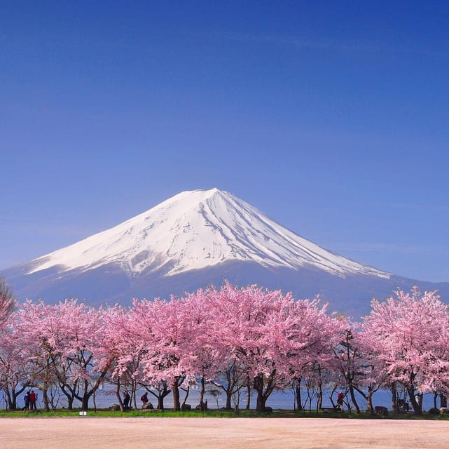 Private Day Trip to Mt. Fuji & Hakone Cherry Blossoms - Optional Experiences