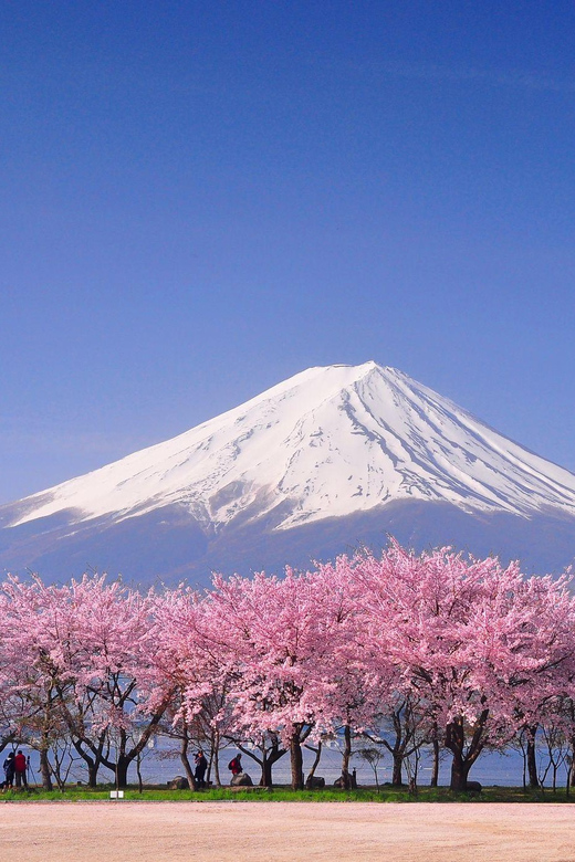 Private Day Trip to Mt. Fuji & Hakone Cherry Blossoms - Conclusion