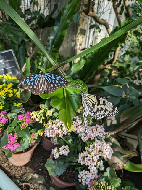 From Kanazawa: Temples, Panoramic Landscape and Butterflies - Directions