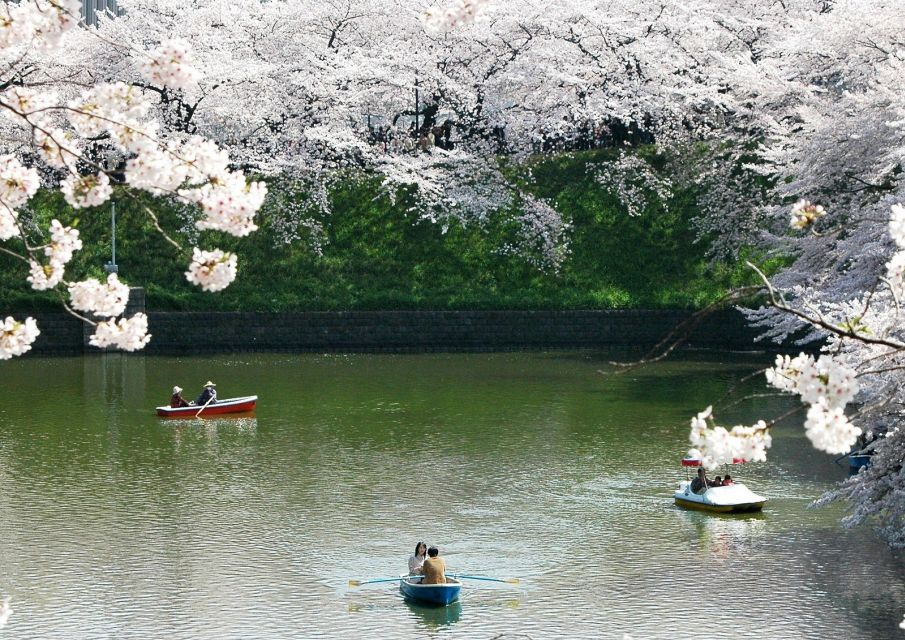 Sakura in Tokyo: Cherry Blossom Experience - Key Takeaways