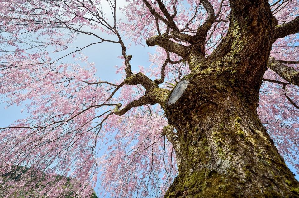 Sakura in Tokyo: Cherry Blossom Experience - Important Information and Directions